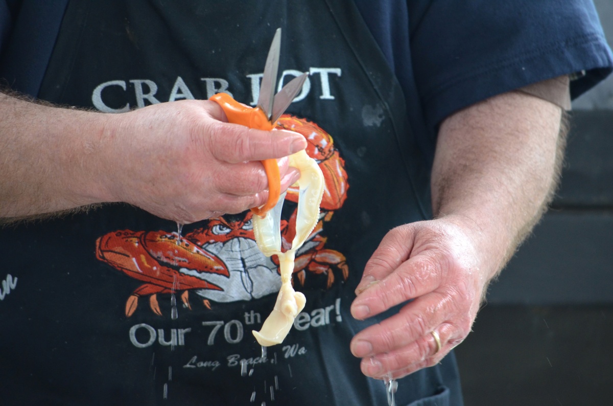 Videos Long Beach Razor Clam Festival